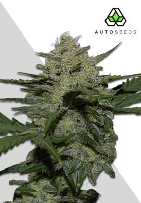 Auto Seeds - Girl Scout Cookies (auto/fem.) 06172
