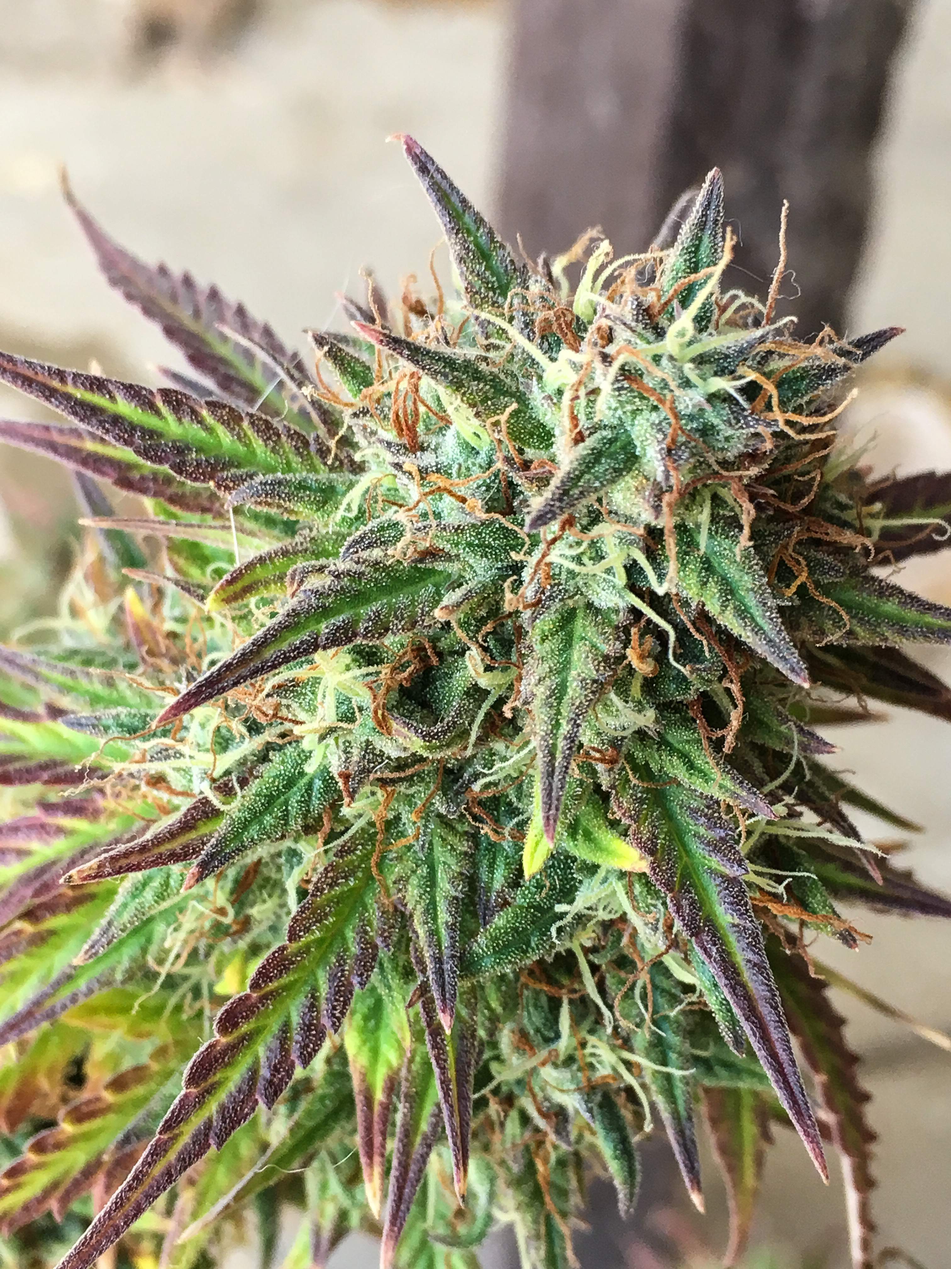 Auto Seeds - Girl Scout Cookies (auto/fem.)