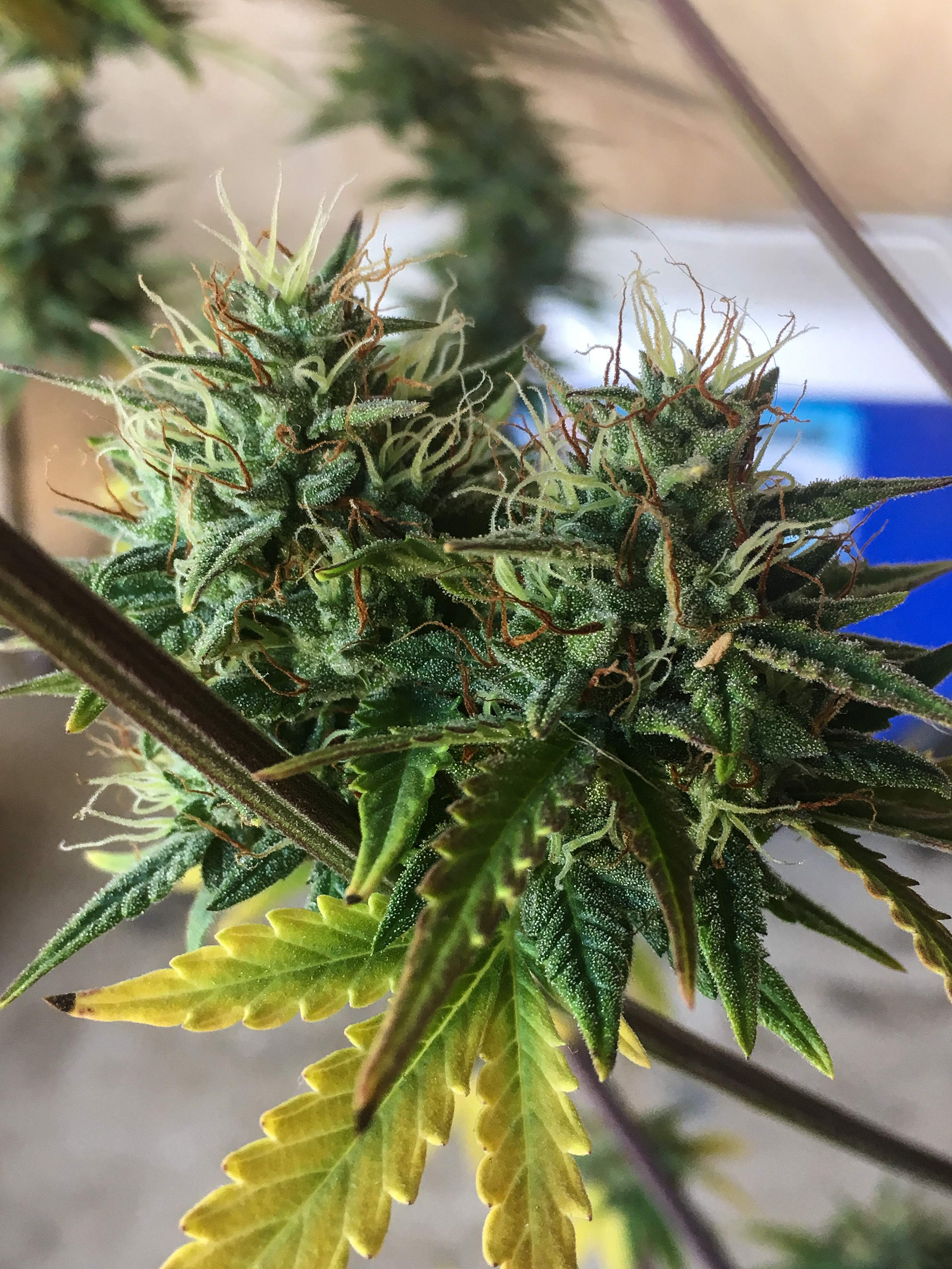 Auto Seeds - Girl Scout Cookies (auto/fem.)