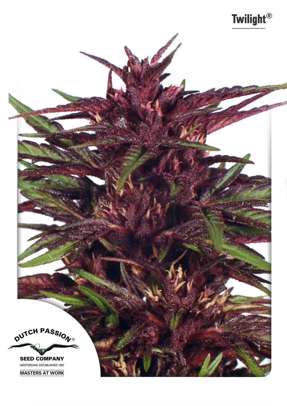 Dutch Passion - Twilight ® (fem.)