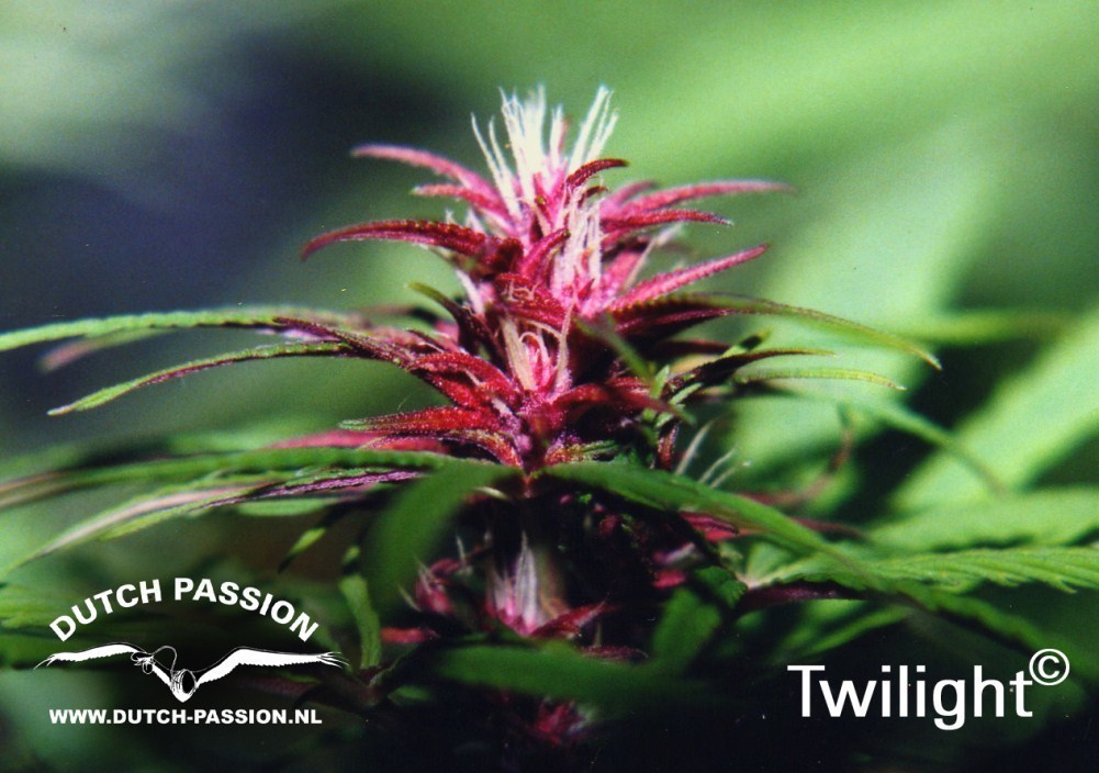 Dutch Passion - Twilight ® (fem.)