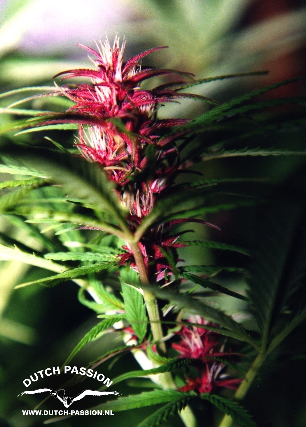 Dutch Passion - Twilight ® (fem.)