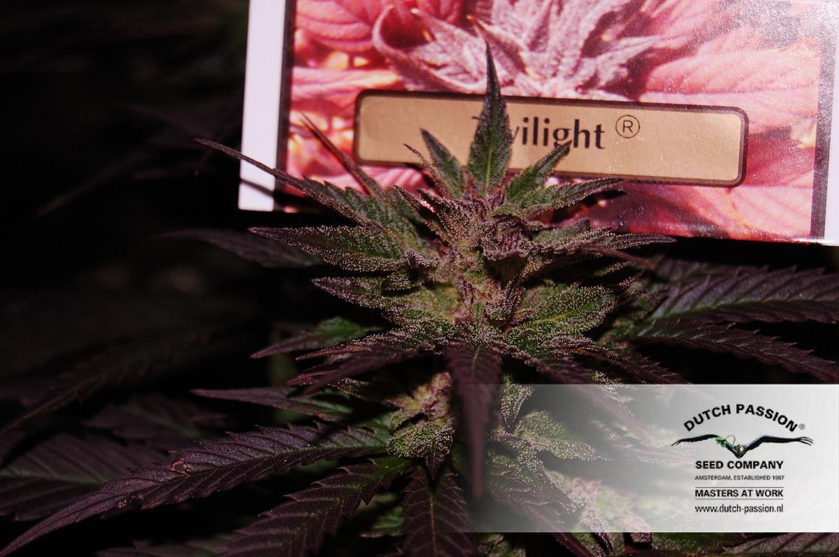 Dutch Passion - Twilight ® (fem.)