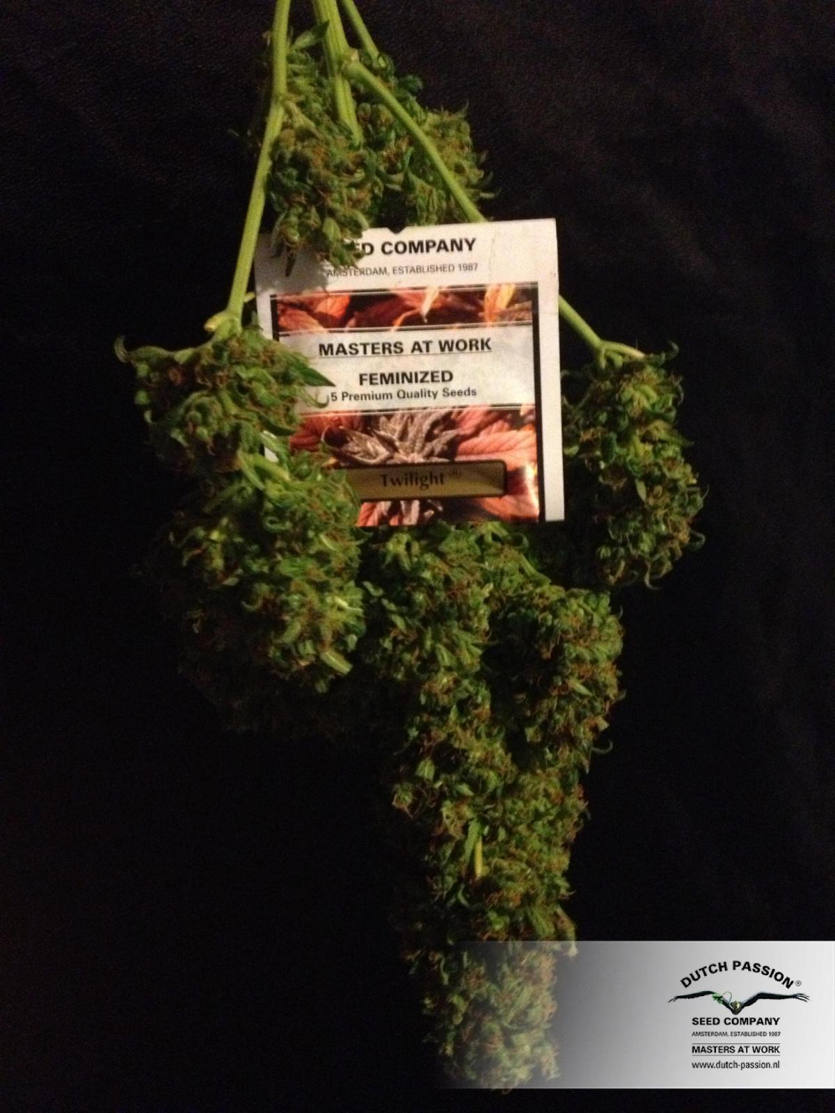 Dutch Passion - Twilight ® (fem.)