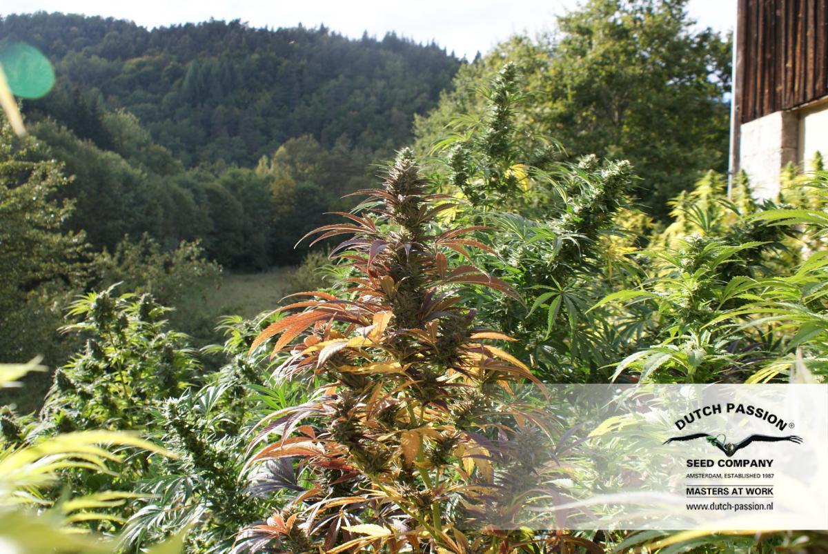 Dutch Passion - Twilight ® (fem.)
