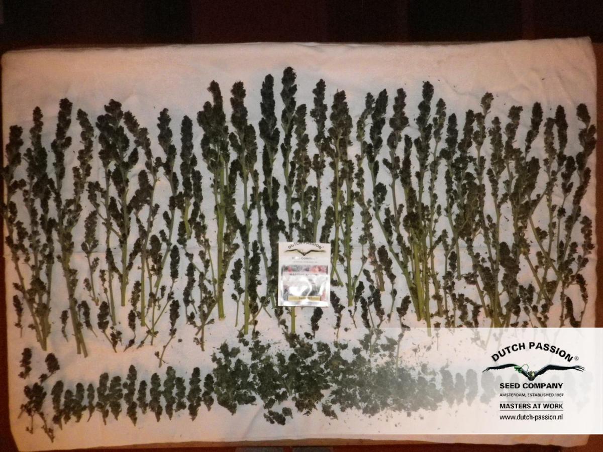 Dutch Passion - Twilight ® (fem.)