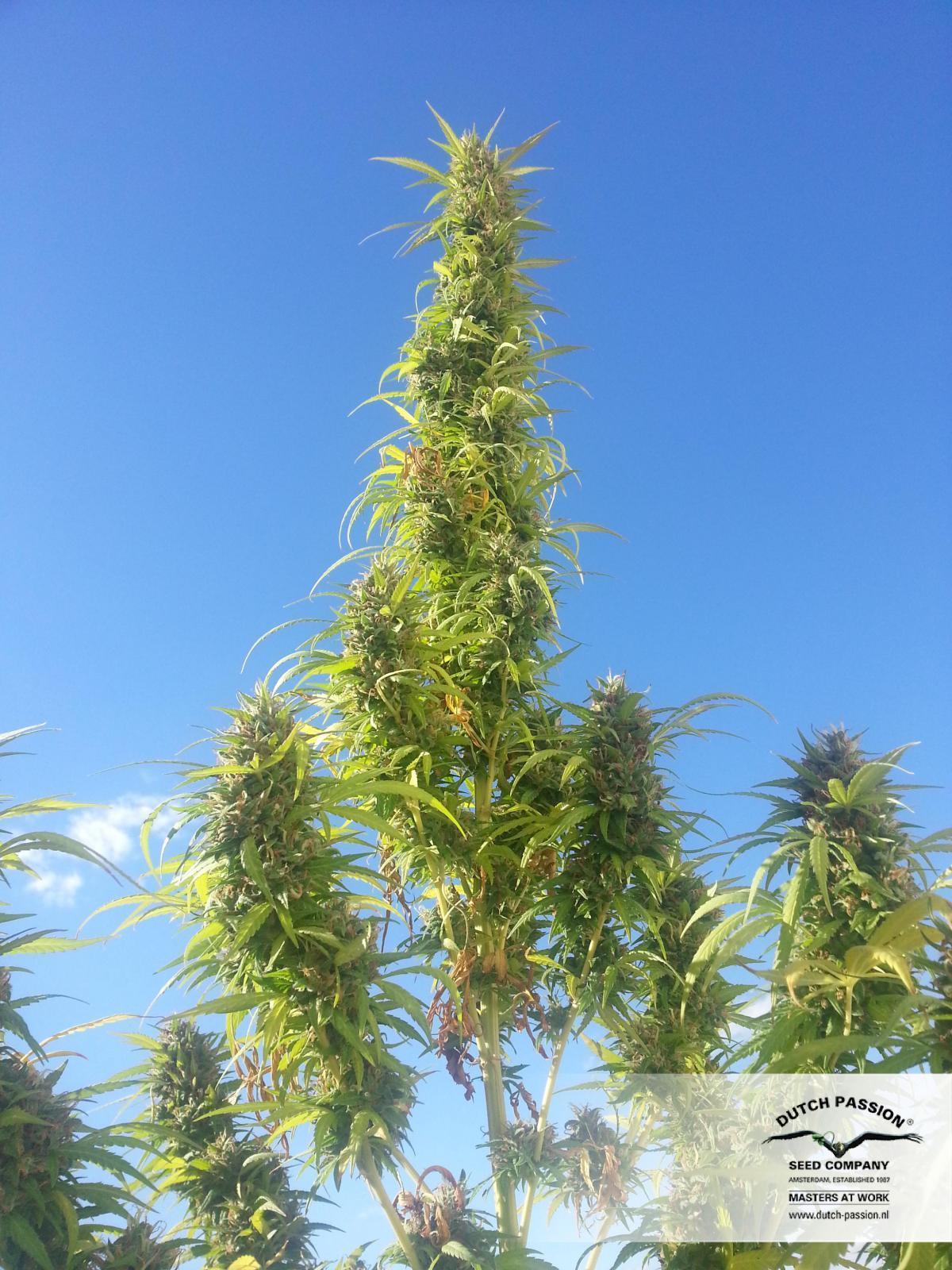 Dutch Passion - Twilight ® (fem.)