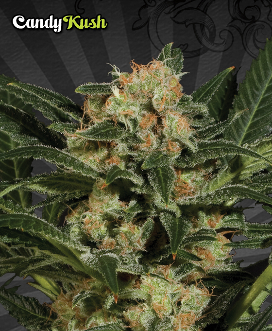 Auto Seeds - Candy Kush Automatic (auto/fem.)