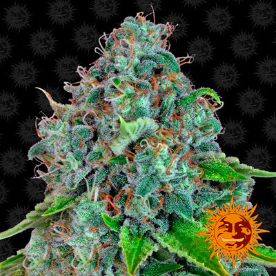 Barney's Farm - Strawberry Lemonade (fem.)