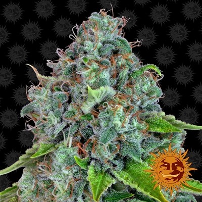 Barney's Farm - Strawberry Lemonade (fem.) 06177