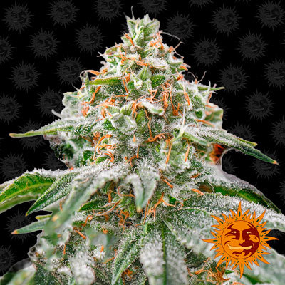 Barney's Farm - Pink Kush (fem.)