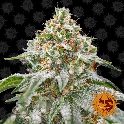 Barney's Farm - Pink Kush (fem.) 06182