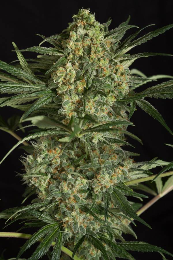 Dinafem - Critical+ 2.0 (fem.)
