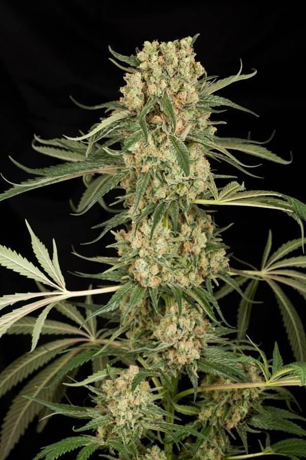 Dinafem - Critical+ 2.0 (fem.)
