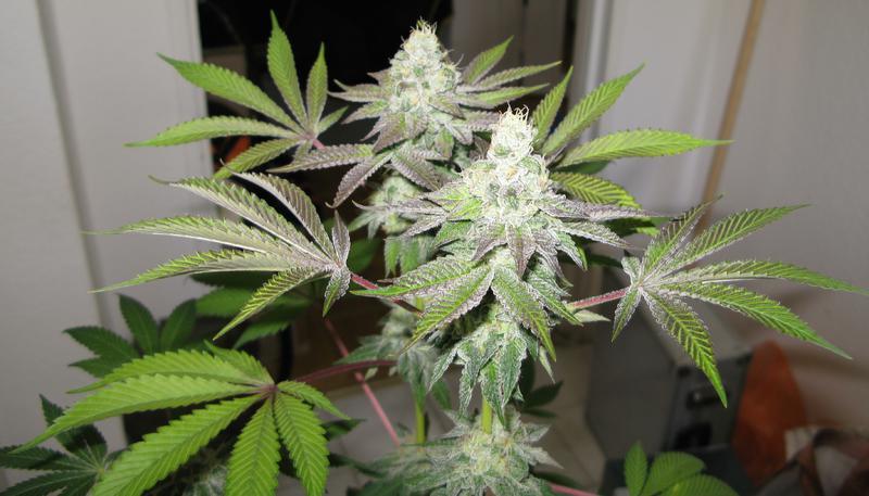The Cali Connection - 78 (fem.) 🇺🇸