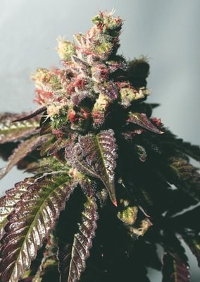 The Cali Connection - Passion Berry (fem.) 06195