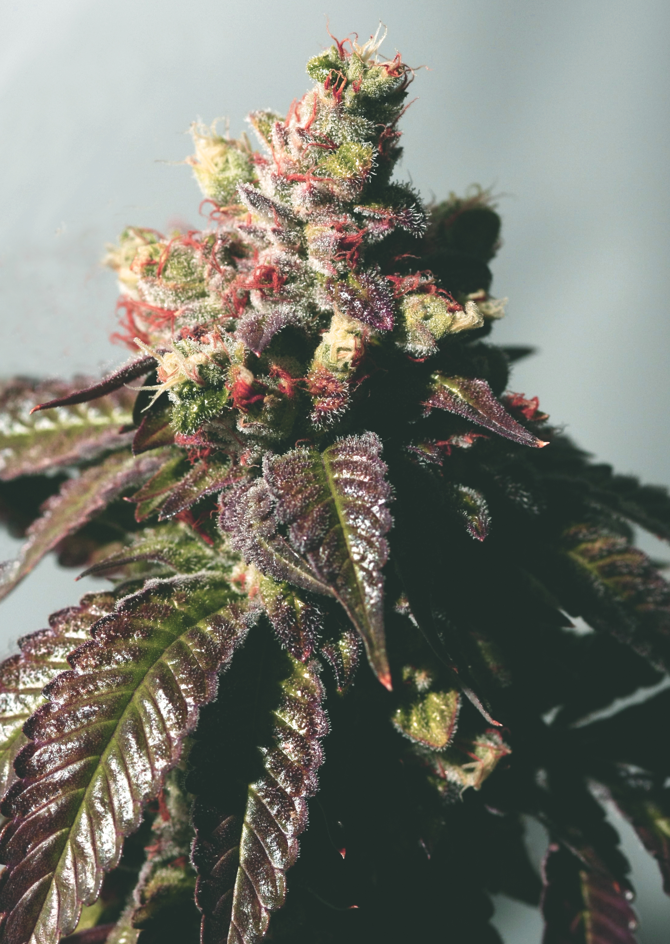 The Cali Connection - Passion Berry (fem.)