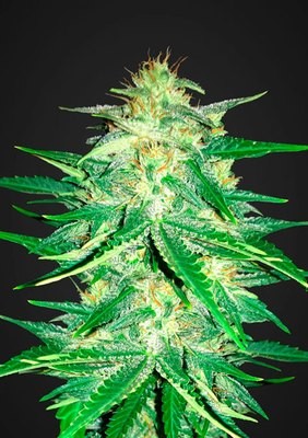 FastBuds - Lemon AK (auto/fem.) 06197