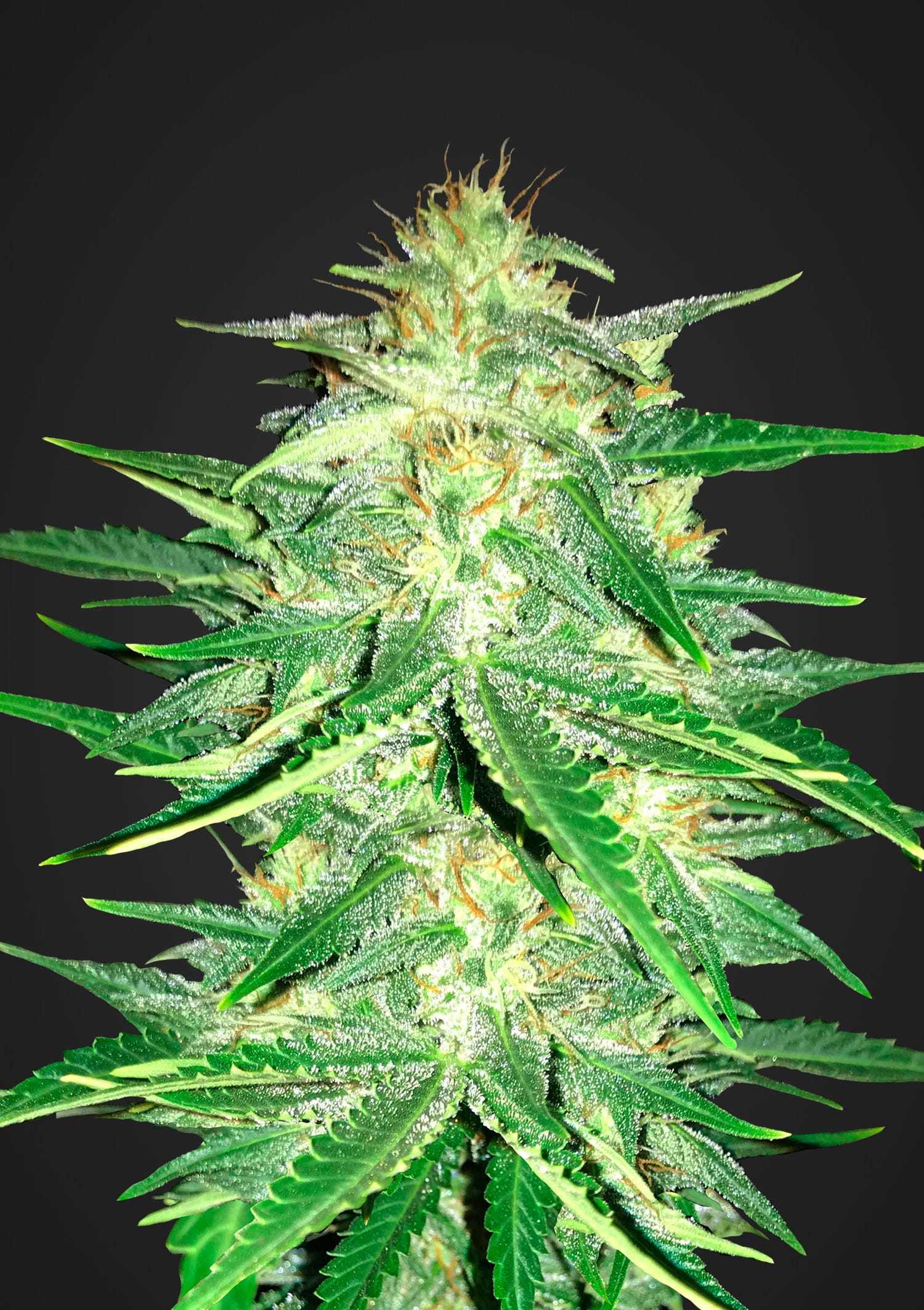 FastBuds - Lemon AK (auto/fem.)