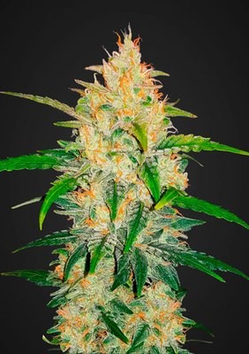 FastBuds - Zkittlez Auto (auto/fem.) 06199