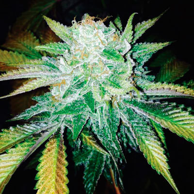 Dark Horse Genetics - Orange Cream (reg.) 06204