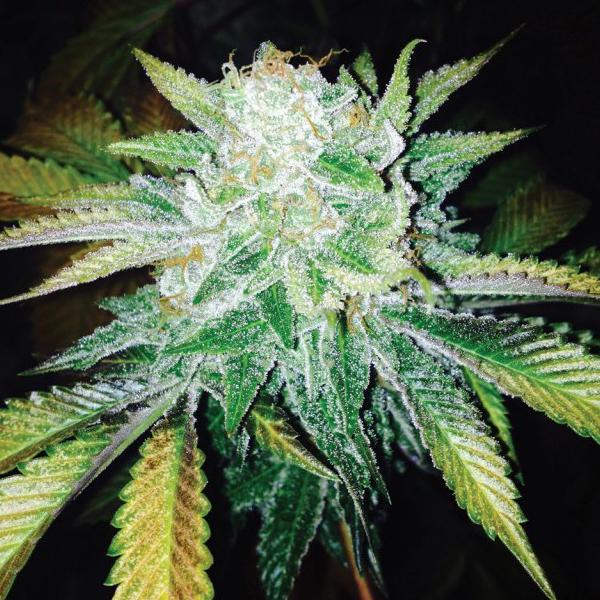 Dark Horse Genetics - Orange Cream (reg.)