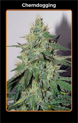 Mephisto Genetics - Chemdogging (auto/fem.) 06205