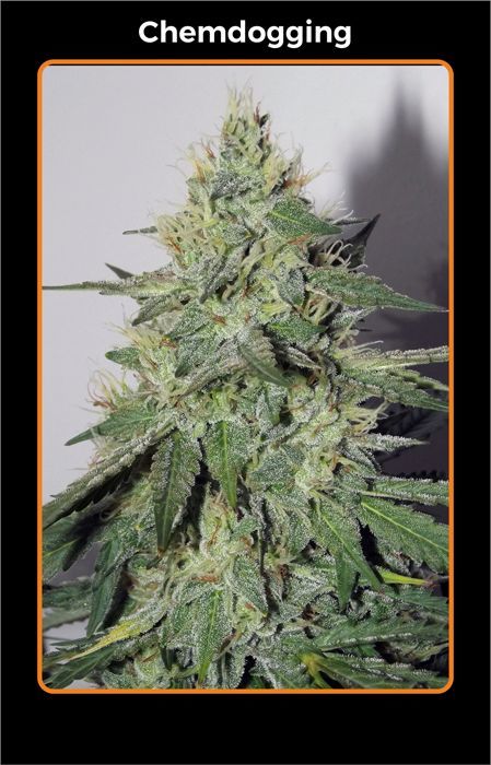 Mephisto Genetics - Chemdogging (auto/fem.)