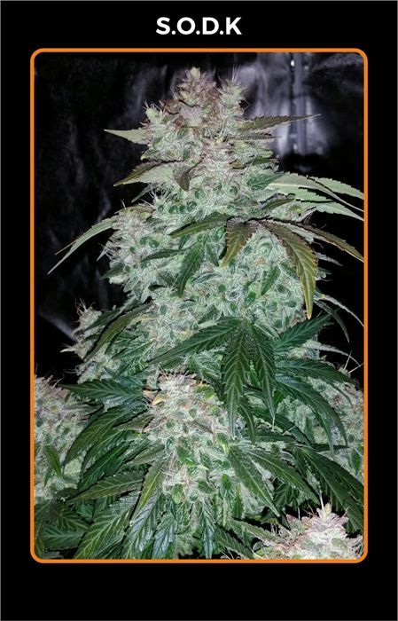 Mephisto Genetics - S.O.D.K (auto/fem.)
