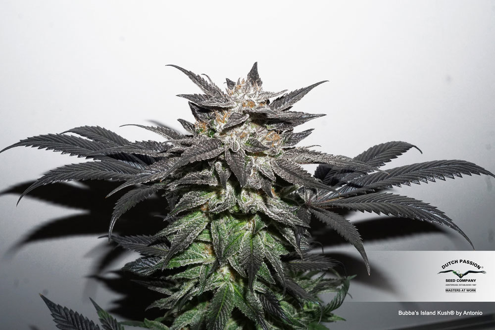 Dutch Passion - Bubba Island Kush (fem.)