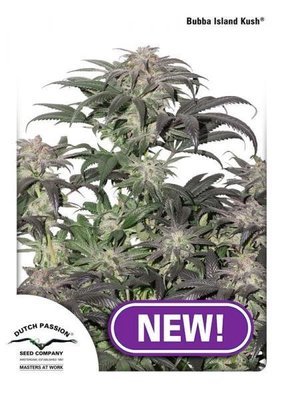 Dutch Passion - Bubba Island Kush (fem.) 05615