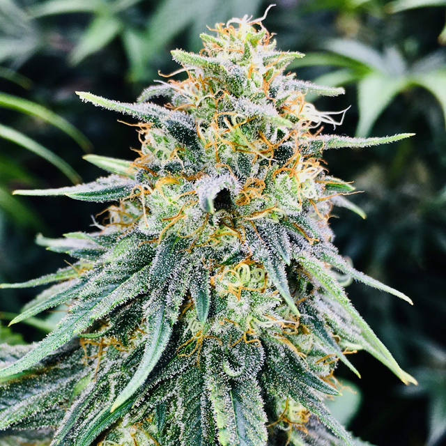 Original Sensible Seeds - Bruce Banner #3 (fem.)