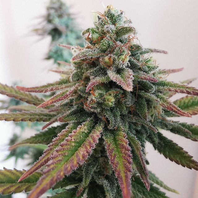 Original Sensible Seeds - Bruce Banner #3 (fem.)