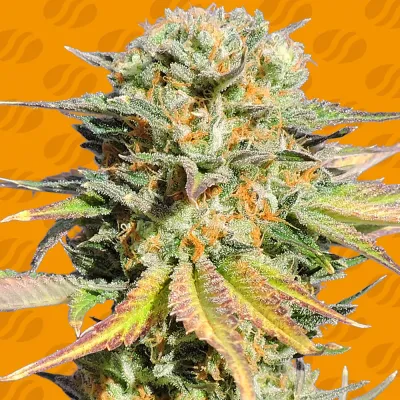 Original Sensible Seeds - Bruce Banner #3 (fem.) 06003