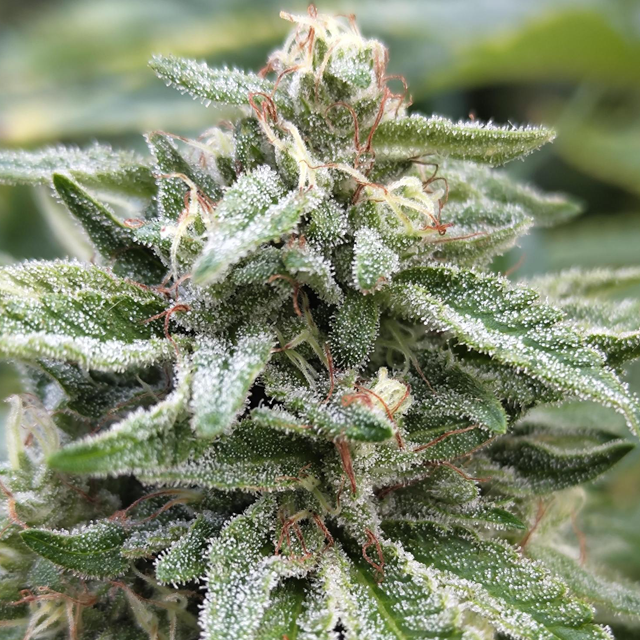 Original Sensible Seeds - Bruce Banner #3 (fem.)