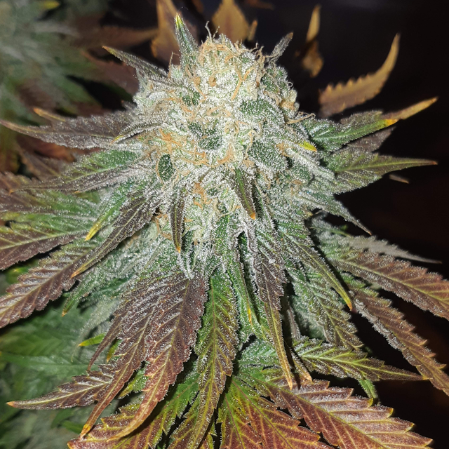 Original Sensible Seeds - Bruce Banner #3 (fem.)