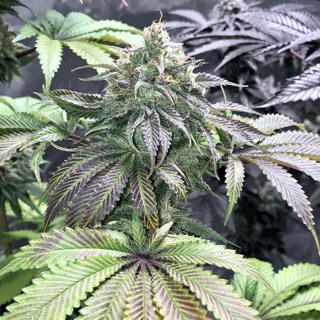 Original Sensible Seeds - Gorilla Glue #4 (fem.)