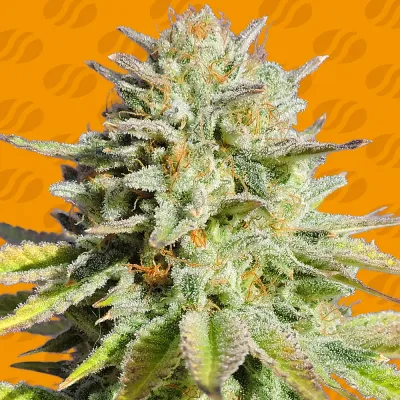 Original Sensible Seeds - Gorilla Glue #4 (fem.) 06004