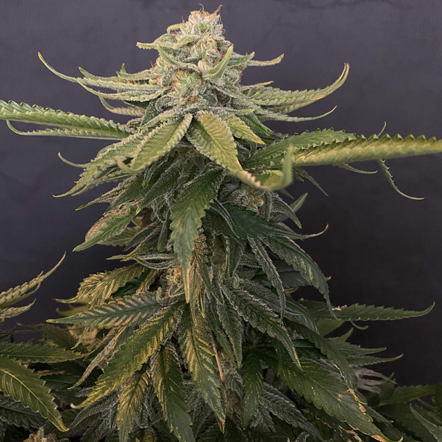 Original Sensible Seeds - Gorilla Glue #4 (fem.)