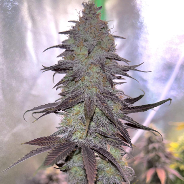 Original Sensible Seeds - Gorilla Glue #4 (fem.)