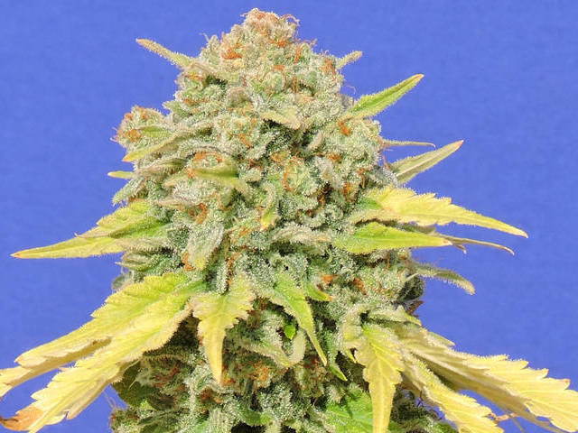 Original Sensible Seeds - Zkittlez (fem.)