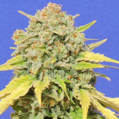 Original Sensible Seeds - Zkittlez (fem.) 06005