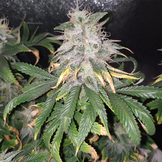 Original Sensible Seeds - Gelato (fem.)