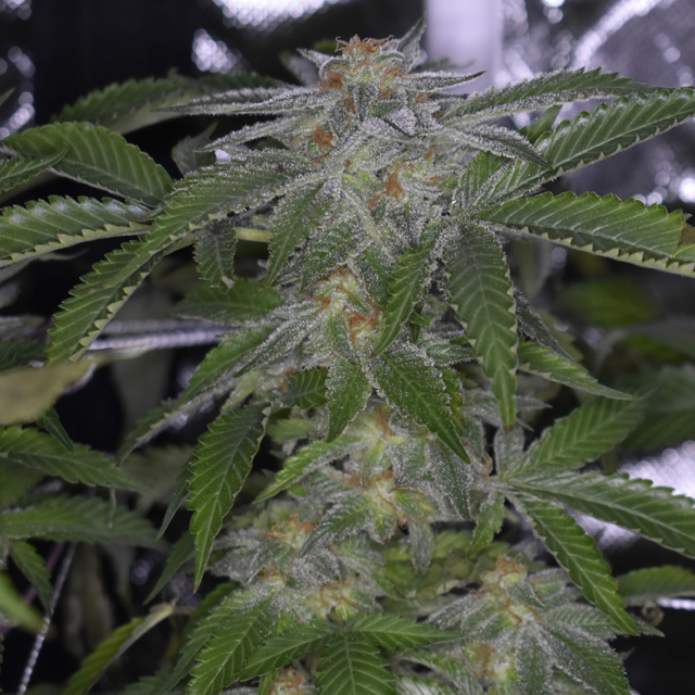 Original Sensible Seeds - Gelato (fem.)