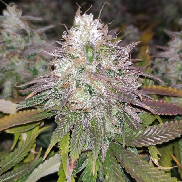 Original Sensible Seeds - Gelato (fem.)