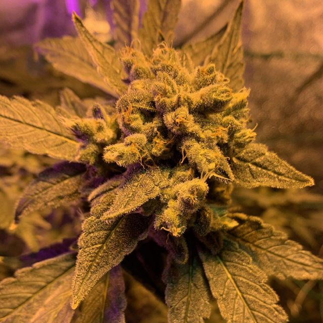 Original Sensible Seeds - Gelato (fem.)