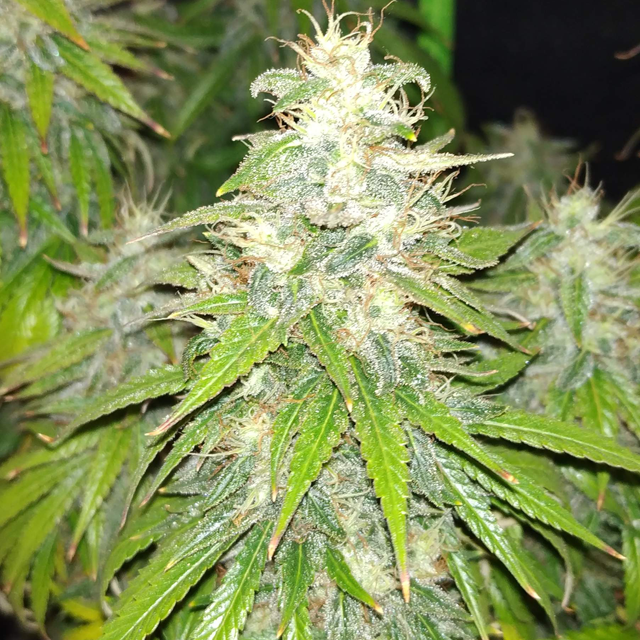 Original Sensible Seeds - Gelato (fem.)