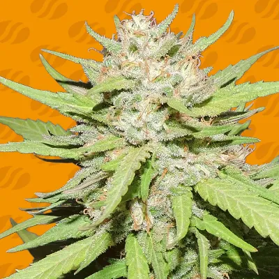 Original Sensible Seeds - Wedding Cake (fem.) 06007