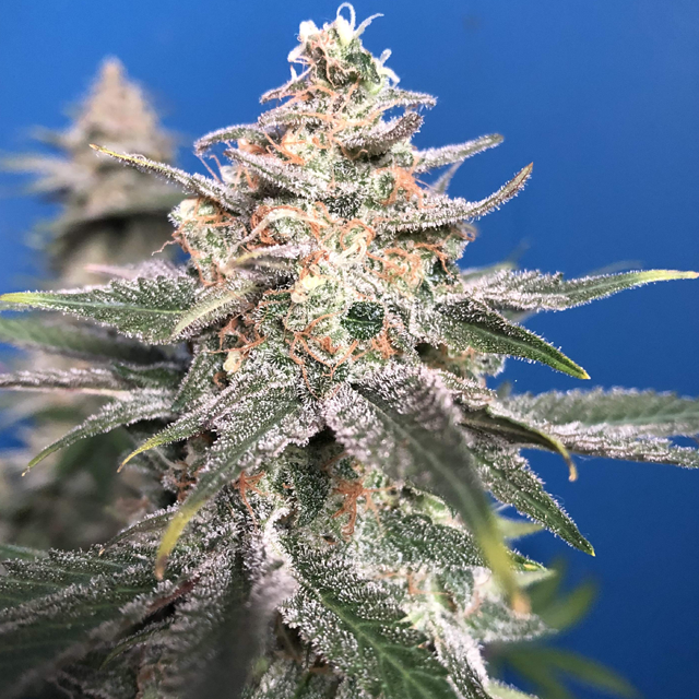 Original Sensible Seeds - Wedding Cake (fem.)
