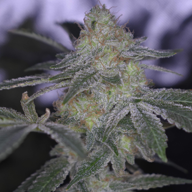 Original Sensible Seeds - Wedding Cake (fem.)